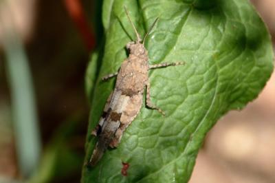 <i>Oedipoda caerulescens</i>