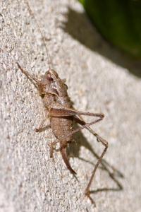 <i>Pholidoptera griseoaptera</i>
