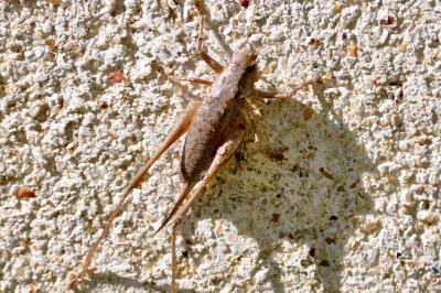 <i>Pholidoptera griseoaptera</i>