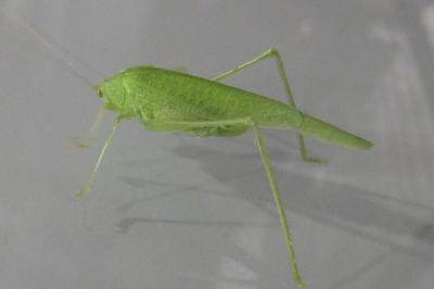 <i>Phaneroptera</i>