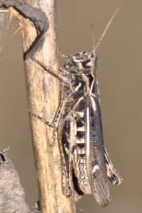 <i>Chorthippus</i>