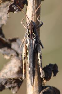 <i>Chorthippus</i>
