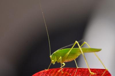 <i>Phaneroptera</i>