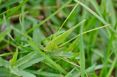 <i>Phaneroptera</i>