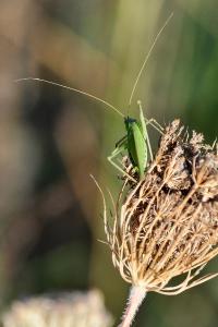<i>Phaneroptera</i>
