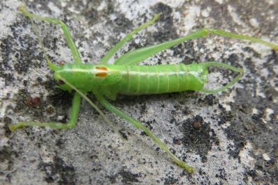 <i>Meconema meridionale</i>