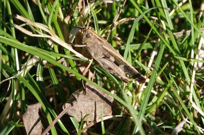 <i>Aiolopus strepens</i>