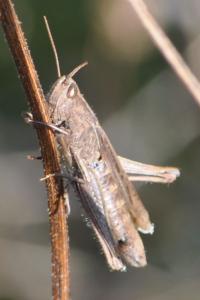 <i>Chorthippus</i>
