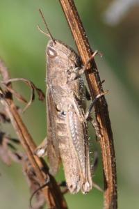 <i>Chorthippus</i>