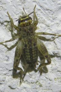 <i>Acheta domesticus</i>