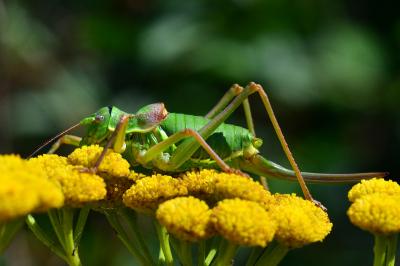 Ephippiger diurnus