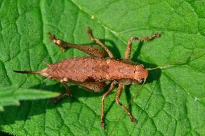 Pholidoptera griseoaptera