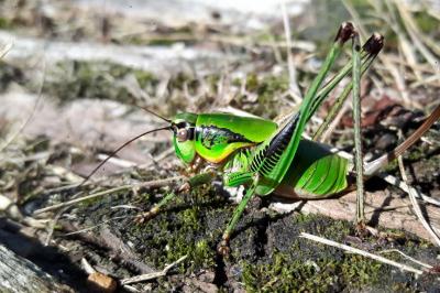 Eupholidoptera tyrrhenica