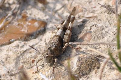 Oedipoda caerulescens
