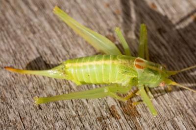 Meconema meridionale