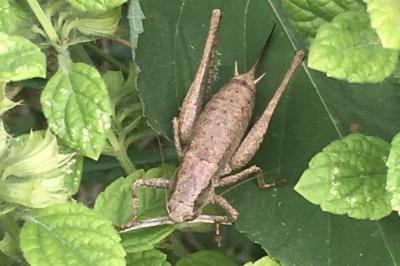 Pholidoptera griseoaptera