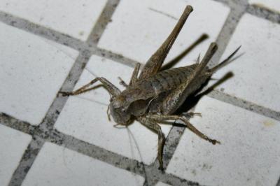 Pholidoptera griseoaptera