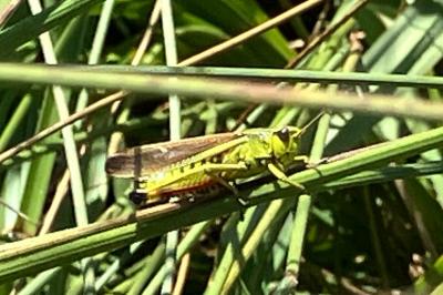 Stethophyma grossum