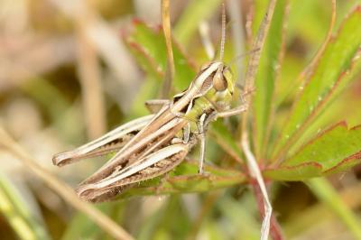 Omocestus petraeus