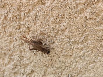 <i>Eumodicogryllus bordigalensis</i>