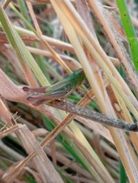 <i>Pseudochorthippus parallelus</i>