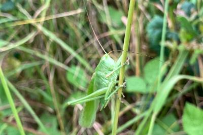 <i>Tettigonia viridissima</i>