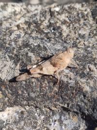 <i>Oedipoda caerulescens</i>