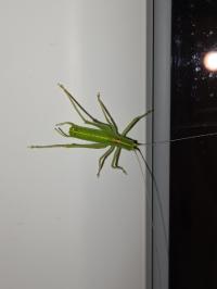 <i>Meconema meridionale</i>