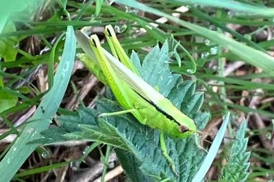 <i>Mecostethus parapleurus</i>