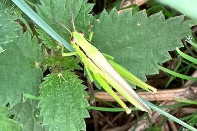 <i>Mecostethus parapleurus</i>