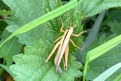 <i>Mecostethus parapleurus</i>