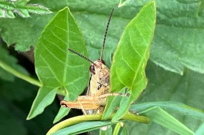 <i>Mecostethus parapleurus</i>