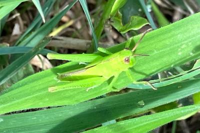 <i>Mecostethus parapleurus</i>