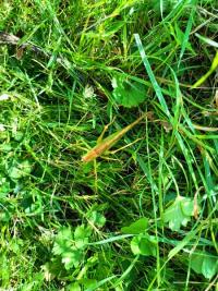 <i>Tettigonia viridissima</i>
