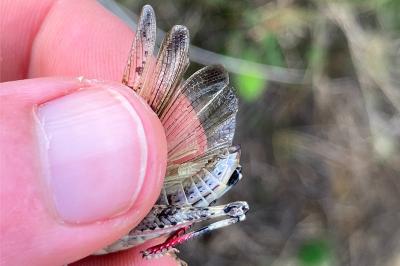 <i>Aiolopus thalassinus</i>
