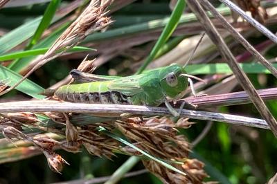 <i>Pseudochorthippus parallelus</i>