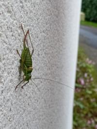 <i>Ephippiger diurnus</i>
