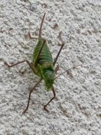 <i>Ephippiger diurnus</i>
