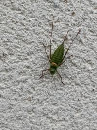 <i>Ephippiger diurnus</i>