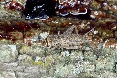 <i>Eumodicogryllus bordigalensis</i>