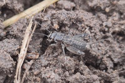 <i>Eumodicogryllus bordigalensis</i>