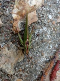 <i>Tettigonia viridissima</i>