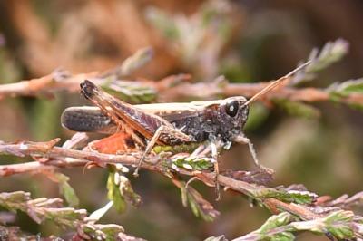 <i>Omocestus rufipes</i>