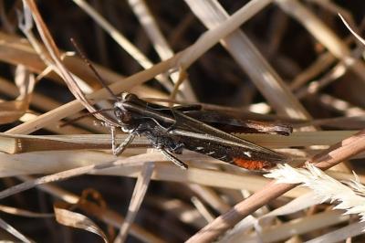 <i>Omocestus rufipes</i>