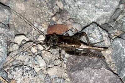 <i>Eumodicogryllus bordigalensis</i>