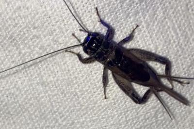 <i>Eumodicogryllus bordigalensis</i>