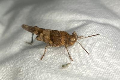 <i>Oedipoda caerulescens</i>