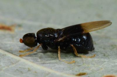 Stratiomyidae