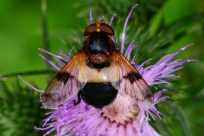 Syrphidae