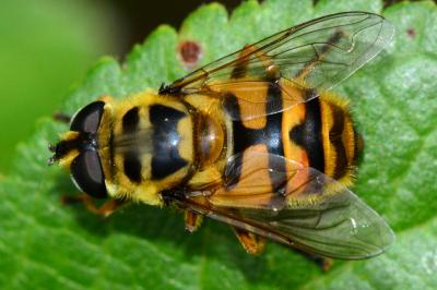 Myathropa florea